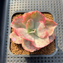 Echeveria 'Suyon' Variegated 2"-3" Succulent Plant Cutting