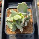 Cotyledon Undulata 'Shires Hobbit' 3"-4" Large Succulent Plant