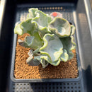 Cotyledon Undulata 'Shires Hobbit' 3"-4" Large Succulent Plant