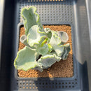 Cotyledon Undulata 'Shires Hobbit' 3"-4" Large Succulent Plant