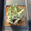 Cotyledon Undulata 'Shires Hobbit' 3"-4" Large Succulent Plant