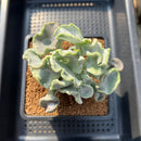 Cotyledon Undulata 'Shires Hobbit' 3"-4" Large Succulent Plant