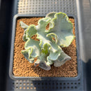 Cotyledon Undulata 'Shires Hobbit' 3"-4" Large Succulent Plant