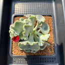 Cotyledon Undulata 'Shires Hobbit' 3"-4" Large Succulent Plant