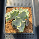 Cotyledon Undulata 'Shires Hobbit' 3"-4" Large Succulent Plant