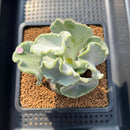 Cotyledon Undulata 'Shires Hobbit' 3"-4" Large Succulent Plant