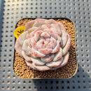 Echeveria 'The One' 2" Succulent Plant Cutting