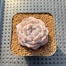 Echeveria 'The One' 2" Succulent Plant Cutting