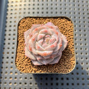 Echeveria 'The One' 2" Succulent Plant Cutting