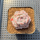 Echeveria 'The One' 2" Succulent Plant Cutting