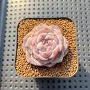 Echeveria 'The One' 2" Succulent Plant Cutting