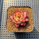 Echeveria 'Sarahime' Hybrid 1" Succulent Plant Cutting