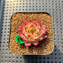 Echeveria 'Sarahime' Hybrid 1" Succulent Plant Cutting