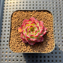 Echeveria 'Sarahime' Hybrid 1" Succulent Plant Cutting