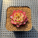 Echeveria 'Sarahime' Hybrid 1" Succulent Plant Cutting