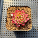 Echeveria 'Sarahime' Hybrid 1" Succulent Plant Cutting