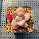 Pachyveria 'Animal' 2" Succulent Plant Cutting