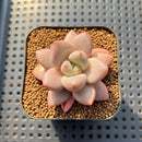 Pachyveria 'Animal' 2" Succulent Plant Cutting