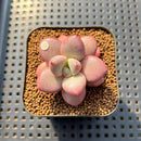 Pachyveria 'Animal' 2" Succulent Plant Cutting