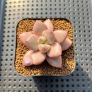 Pachyveria 'Animal' 2" Succulent Plant Cutting