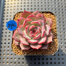 Echeveria 'Ardor' 1"-2" Succulent Plant