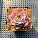 Echeveria 'Ardor' 1"-2" Succulent Plant
