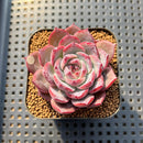 Echeveria 'Ardor' 1"-2" Succulent Plant