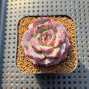 Echeveria 'Ardor' 1"-2" Succulent Plant