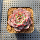 Echeveria 'Ardor' 1"-2" Succulent Plant
