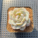 Echeveria 'Green Day' 1"-2" Succulent Plant Cutting