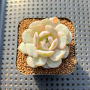 Echeveria 'Green Day' 1"-2" Succulent Plant Cutting