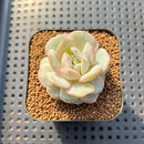 Echeveria 'Green Day' 1"-2" Succulent Plant Cutting