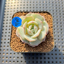 Echeveria 'Green Day' 1"-2" Succulent Plant Cutting