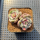 Echeveria 'Juliana Pink' 2" Succulent Plant Cutting