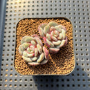 Echeveria 'Juliana Pink' 2" Succulent Plant Cutting