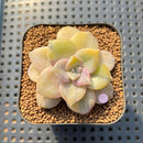 Graptopetalum 'Purple Delight' Variegated 1"-2" Succulent Plant