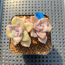 Graptopetalum 'Purple Delight' Variegated 1"-2" Succulent Plant
