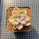 Graptopetalum 'Purple Delight' Variegated 1"-2" Succulent Plant