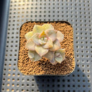 Graptopetalum 'Purple Delight' Variegated 1"-2" Succulent Plant