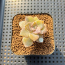 Graptopetalum 'Purple Delight' Variegated 1"-2" Succulent Plant
