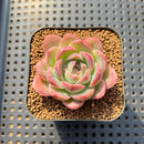 Echeveria 'Deli Cookie' 1"-2" Succulent Plant Cutting