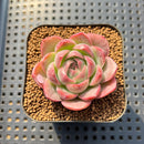 Echeveria 'Deli Cookie' 1"-2" Succulent Plant Cutting