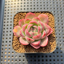 Echeveria 'Deli Cookie' 1"-2" Succulent Plant Cutting