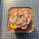 Echeveria 'Deli Cookie' 1"-2" Succulent Plant Cutting