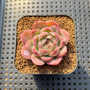 Echeveria 'Deli Cookie' 1"-2" Succulent Plant Cutting