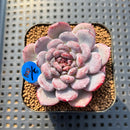 Echeveria 'Cold Brew' 2" Air Magic Hybrid Succulent Plant
