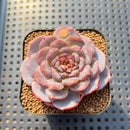 Echeveria 'Cold Brew' 2" Air Magic Hybrid Succulent Plant
