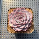 Echeveria 'Cold Brew' 2" Air Magic Hybrid Succulent Plant