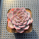 Echeveria 'Cold Brew' 2" Air Magic Hybrid Succulent Plant