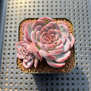 Echeveria 'Cold Brew' 2" Air Magic Hybrid Succulent Plant